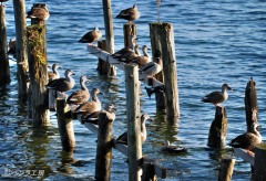 橋板の跡で休む水鳥（大津市南比良）