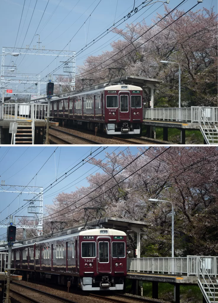 桜並木の横を走る電車