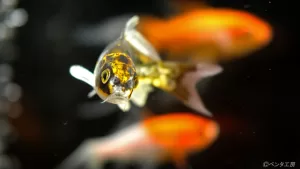 背景をぼかしたかっこいい写真が撮りたい〜脱・初心者の撮影スキルと機材