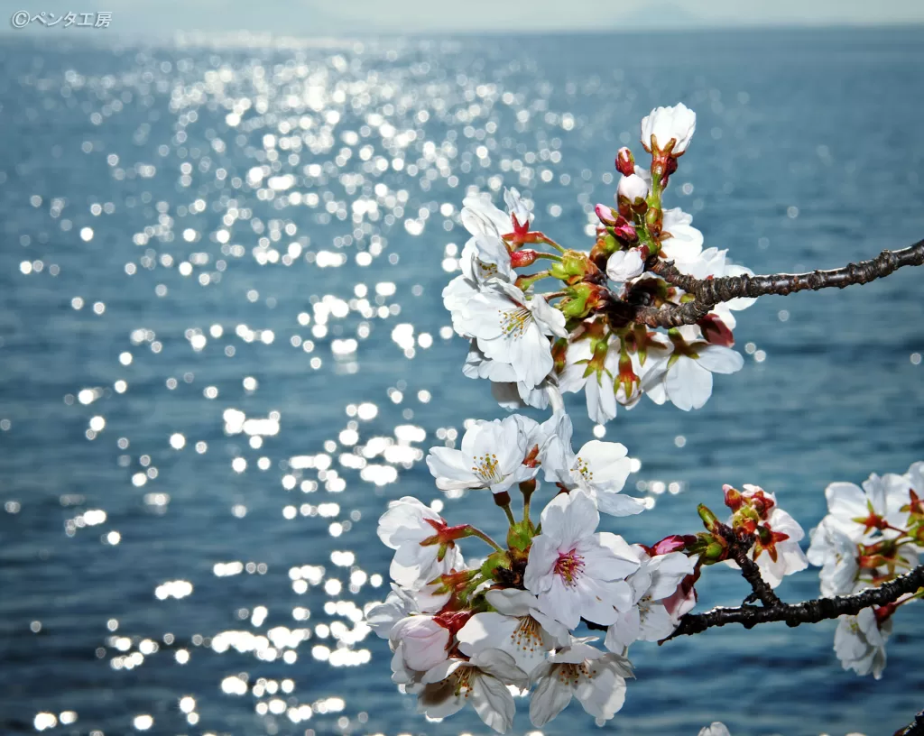 琵琶湖岸のソメイヨシノ