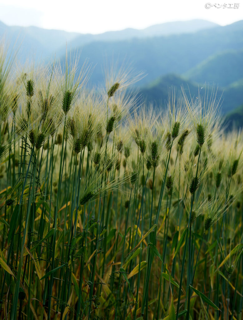 滋賀県大津市・麦秋