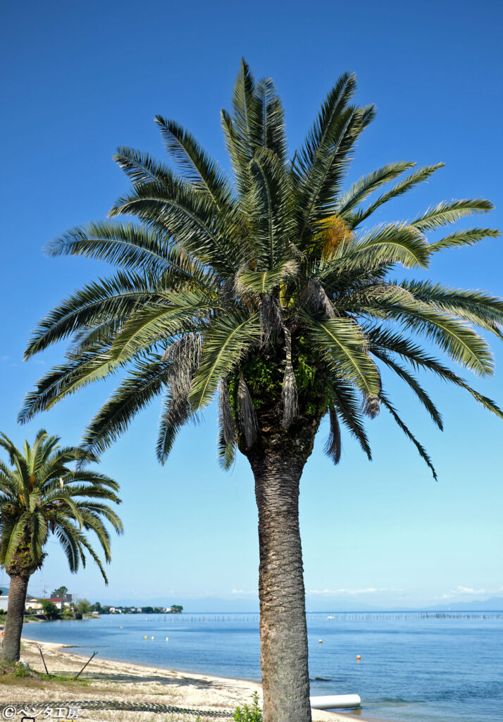滋賀県大津市・琵琶湖岸のシュロ
