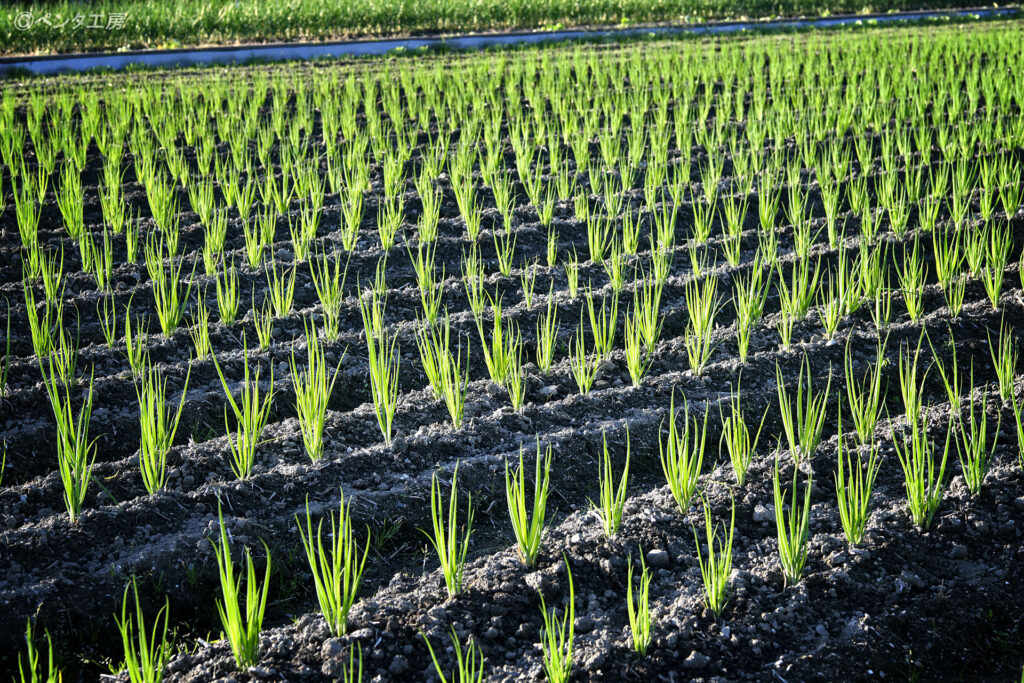 滋賀県大津市・ネギ畑