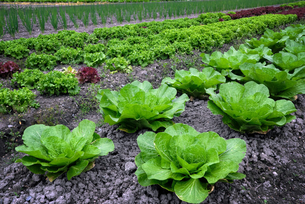 滋賀県大津市・葉物野菜