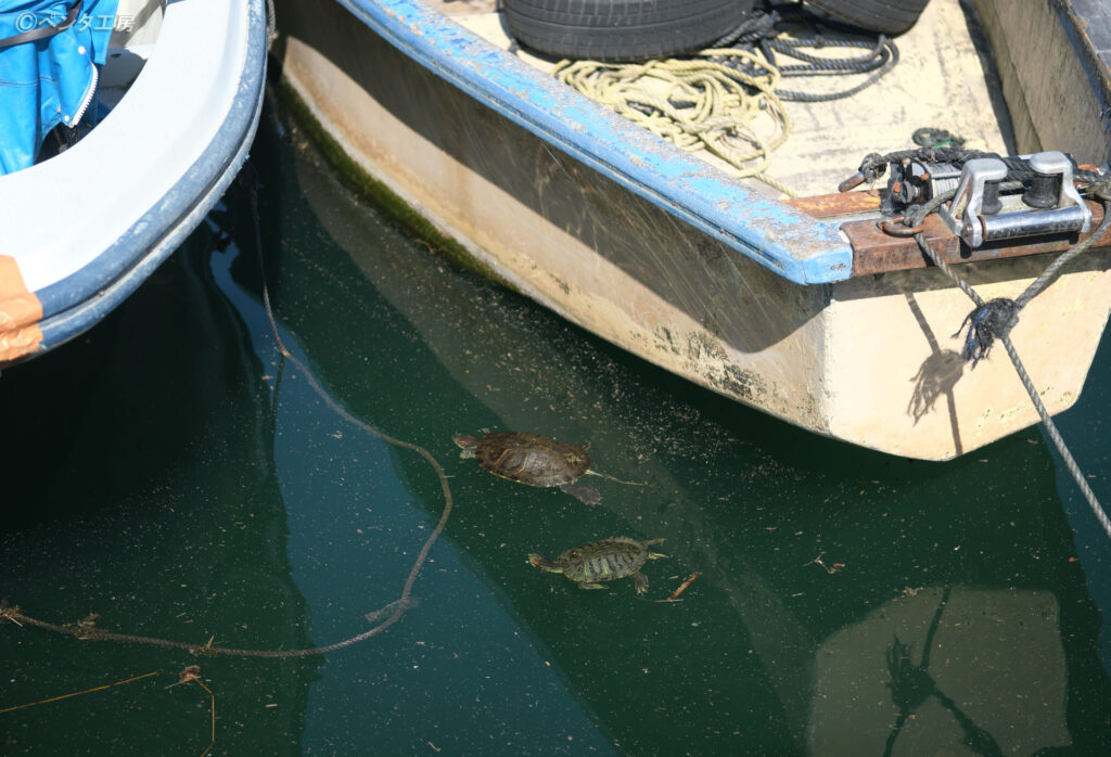 滋賀県大津市・和邇漁港