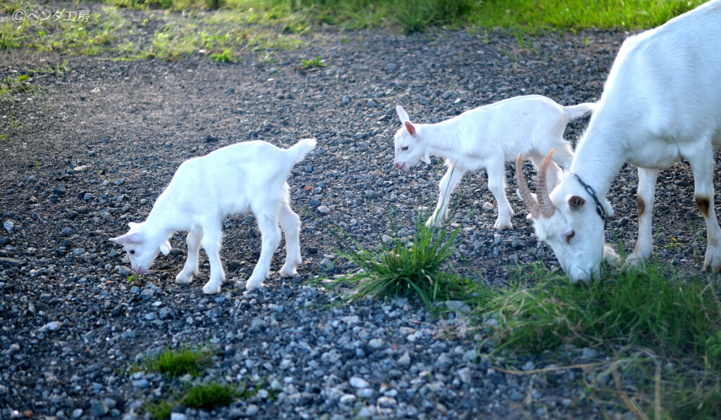 滋賀県大津市・比良駅近くのヤギ