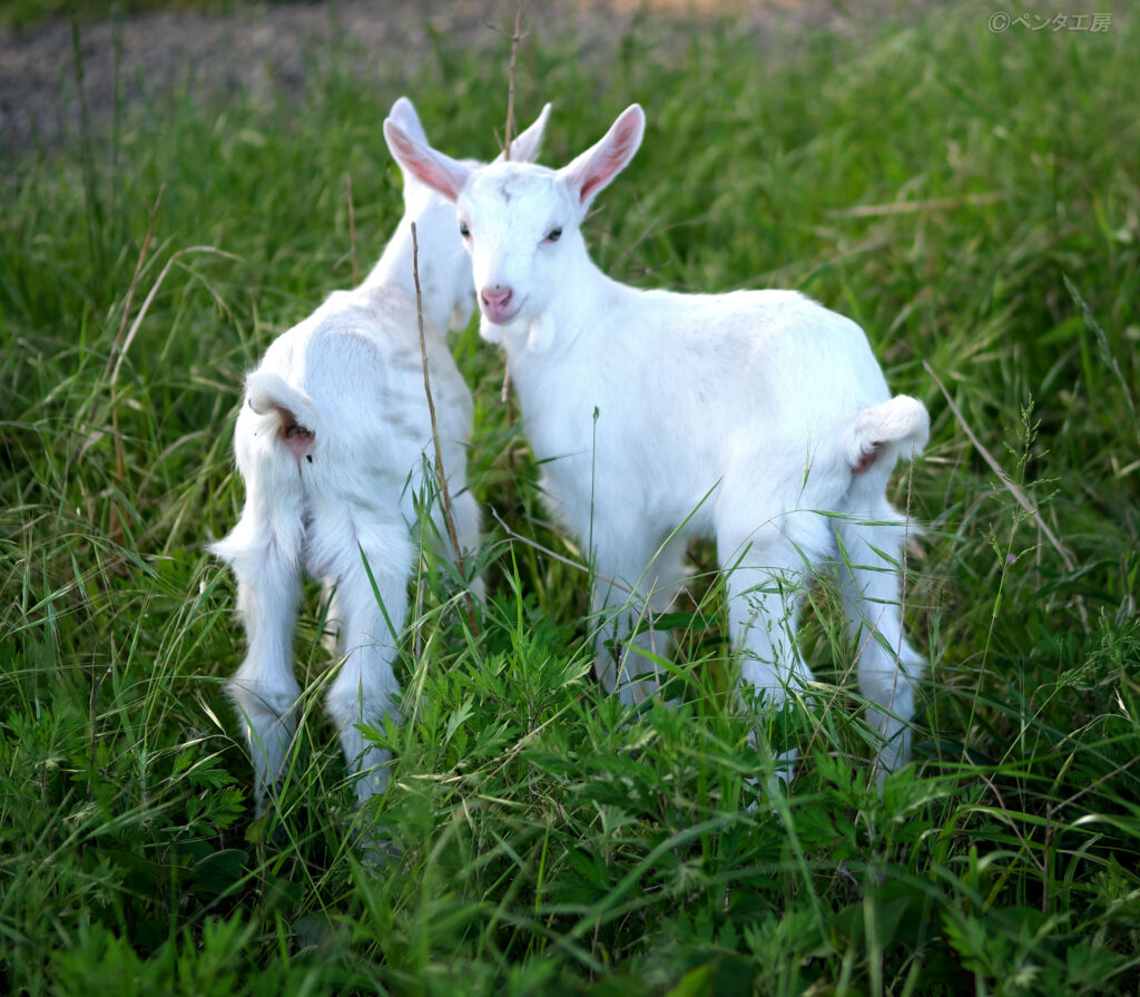 滋賀県大津市・比良駅近くのヤギ