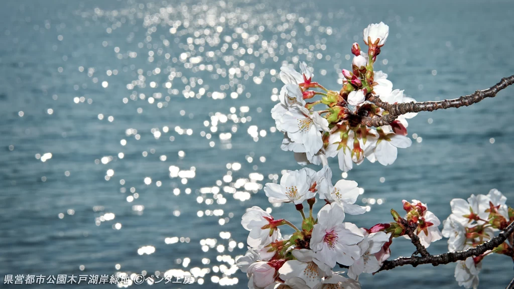 滋賀県琵琶湖湖岸の満開のサクラ。逆光をストロボで補う日中シンクロ撮影の技術例。湖面に反射する太陽光と桜の美しさを同時に表現したプロの撮影技術。