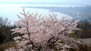 トップページの「滋賀県の四季」はこうやって撮りました【前編】