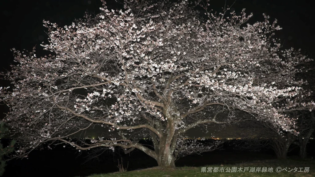 滋賀県琵琶湖湖岸の夜桜。真っ暗な中で2台のストロボを使った2灯焚き撮影の技術例。自然な光の当たり方で桜の立体感を表現したプロの撮影技術。