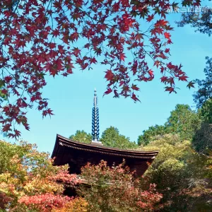 滋賀県湖東三山・西明寺の紅葉 - 秋の風物詩（撮影：ペンタ工房 柳本学）