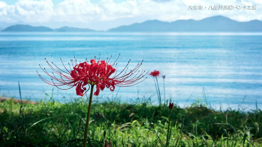 トップページの「滋賀県の四季」はこうやって撮りました【後編】