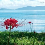 トップページの「滋賀県の四季」はこうやって撮りました【後編】