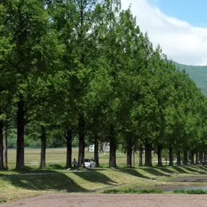 マキノ町のメタセコイア並木の新緑|ホームページ制作 滋賀県